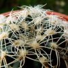 Gymnocalycium _bruchii _GN236-728 _04